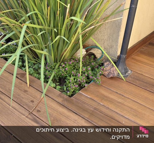 דק עץ עם צמחייה ירוקה ופרחים